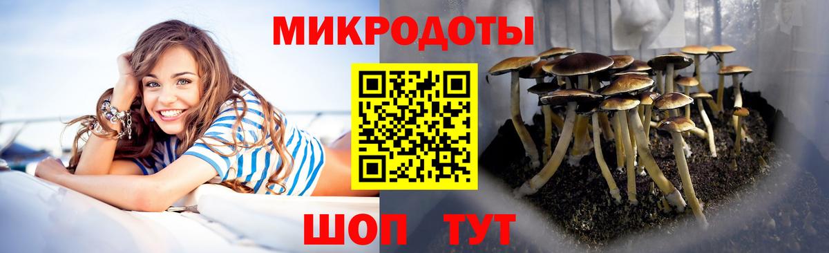 Псилоцибиновые грибы Psilocybe  купить наркотики цена  Борзя 